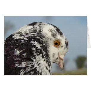 Mitt Söt Pigeon Blank Greeting Card Hälsningskort