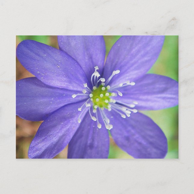 Mitten av en blå blomma med vita frimärken vykort (Framsida)