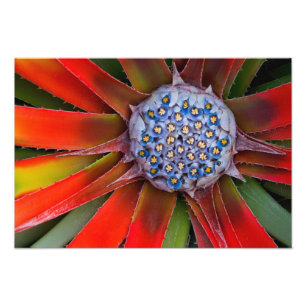 Mitten av en blommande agave - San Francisco Fototryck