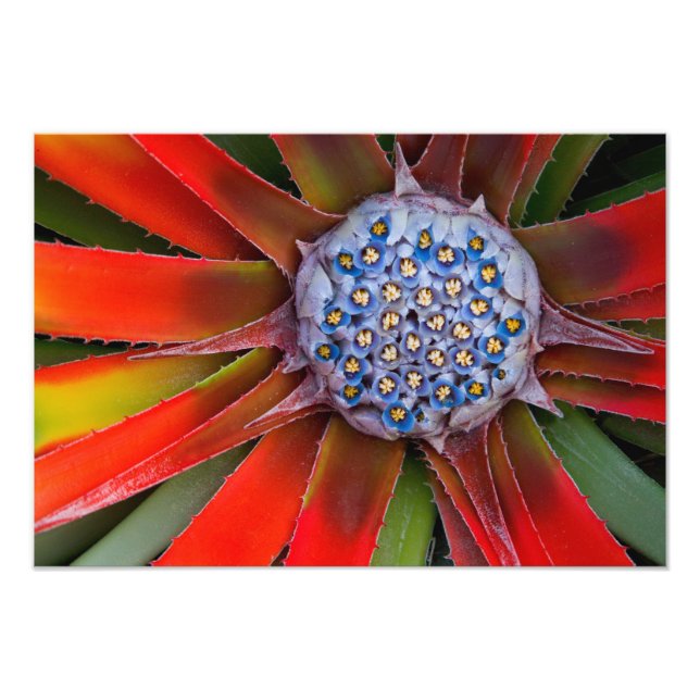 Mitten av en blommande agave - San Francisco Fototryck (Framsidan)