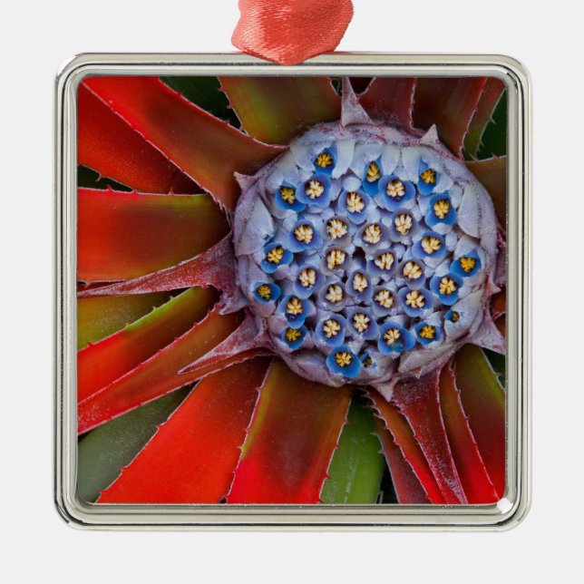 Mitten av en blommande agave - San Francisco Julgransprydnad Metall (Framsidan)