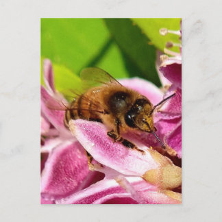 Mitten in den Blüten – Biene auf rosa Blüte Postka Vykort