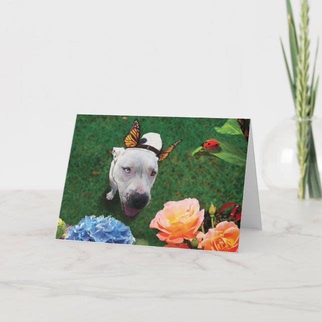 Mitzy, Mariposa, hund med fjäril vingar Kort (Framsida)