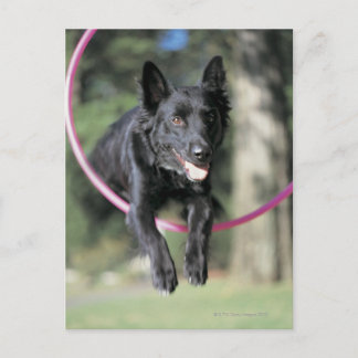 Mixed Gräns Collie Vykort