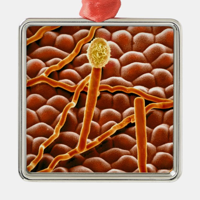 Mjöldaggsvamp i pulverform på julstjärna julgransprydnad metall (Framsidan)