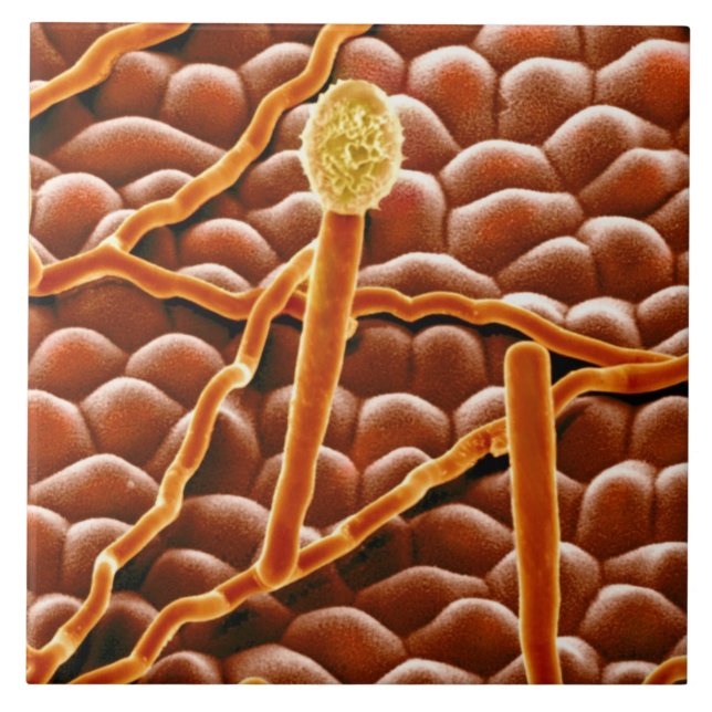 Mjöldaggsvamp i pulverform på julstjärna kakelplatta (Framsidan)