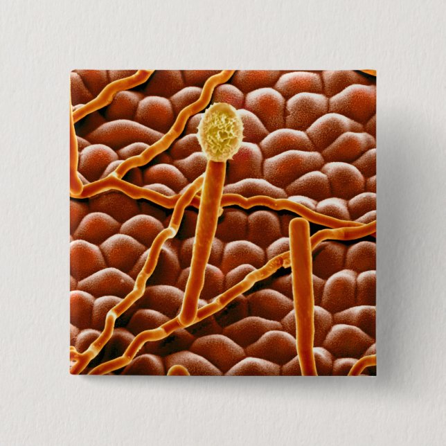 Mjöldaggsvamp i pulverform på julstjärna knapp (Framsida)