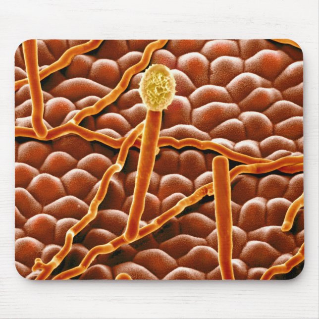 Mjöldaggsvamp i pulverform på julstjärna musmatta (Framsidan)