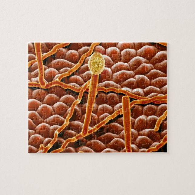 Mjöldaggsvamp i pulverform på julstjärna pussel (Horisontell)