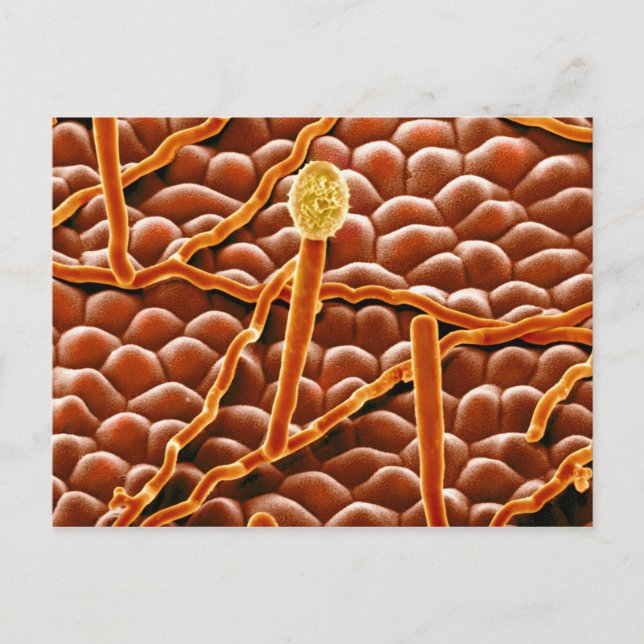 Mjöldaggsvamp i pulverform på julstjärna vykort (Framsida)