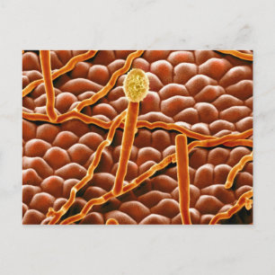 Mjöldaggsvamp i pulverform på julstjärna vykort