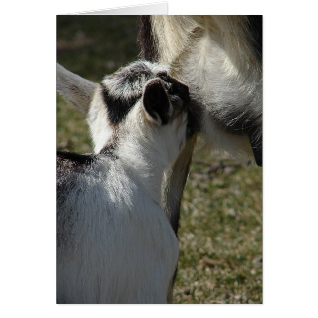 Mjölk är Bra Hälsningskort (Framsidan)