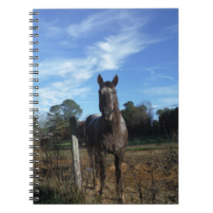 Mjölk Chocolate Brown Horse in Blue Anteckningsbok Med Spiral