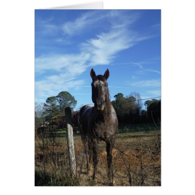 Mjölk Chocolate Brown Horse in Blue Hälsningskort (Framsidan)