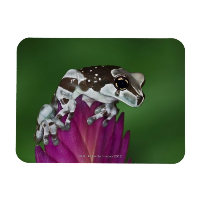 Mjölk Frog, Trachycephalus resinifictrix Magnet (Horisontell)