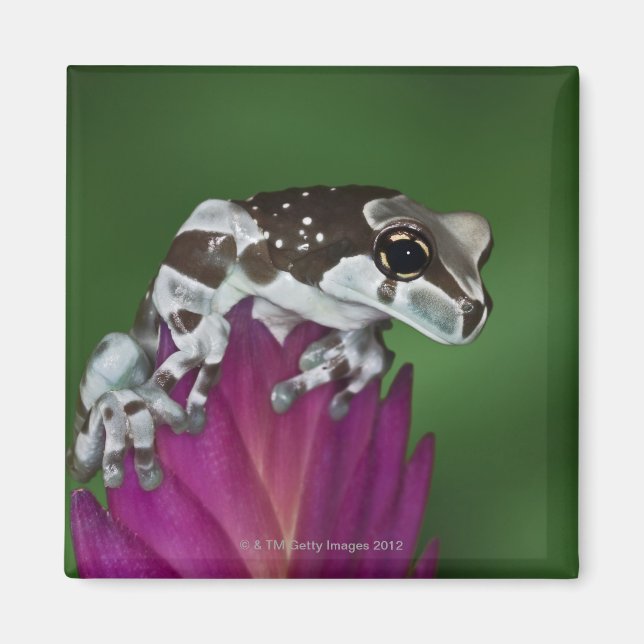 Mjölk Frog, Trachycephalus resinifictrix Magnet (Framsidan)