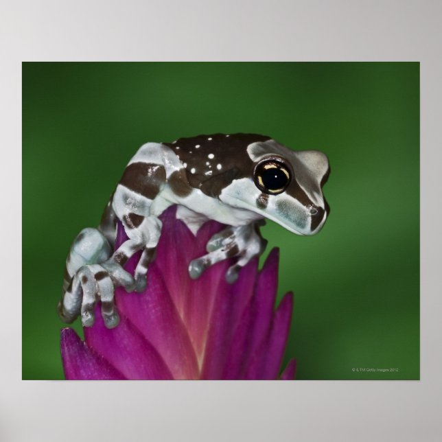 Mjölk Frog, Trachycephalus resinifictrix Poster (Framsidan)