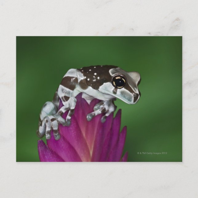 Mjölk Frog, Trachycephalus resinifictrix Vykort (Framsida)