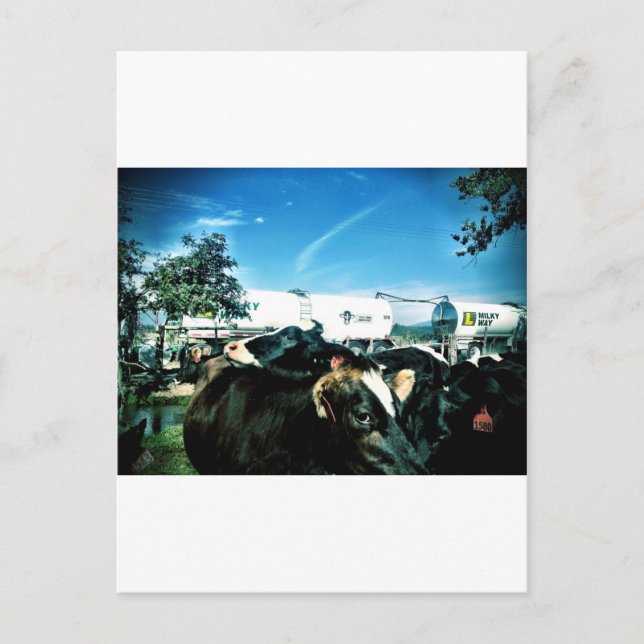 mjölk lastbil vykort (Framsida)