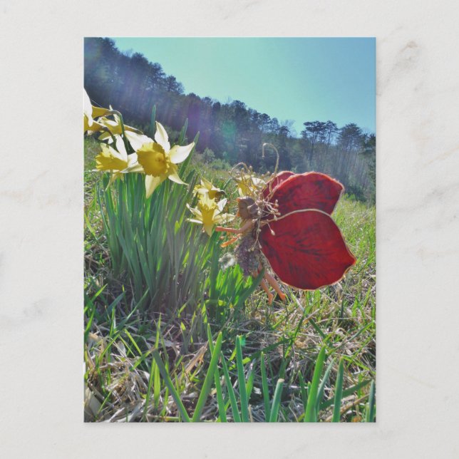 Mjölk och gula blommor vykort (Framsida)