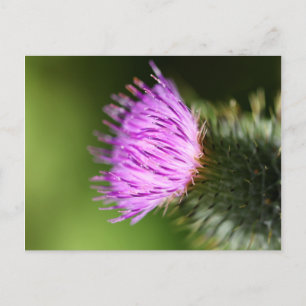 Mjölk Thistle Lila Wildblomma Vykort