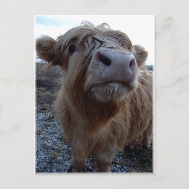 mjölk? vykort (Framsida)