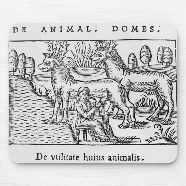 Mjölka renar musmatta (Framsidan)