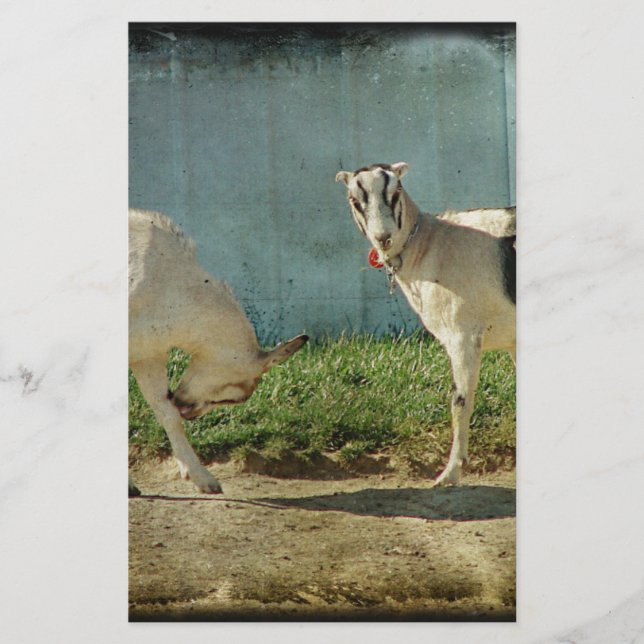 Mjölkgetter (Framsida)