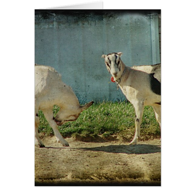 Mjölkgetter Hälsningskort (Framsidan)