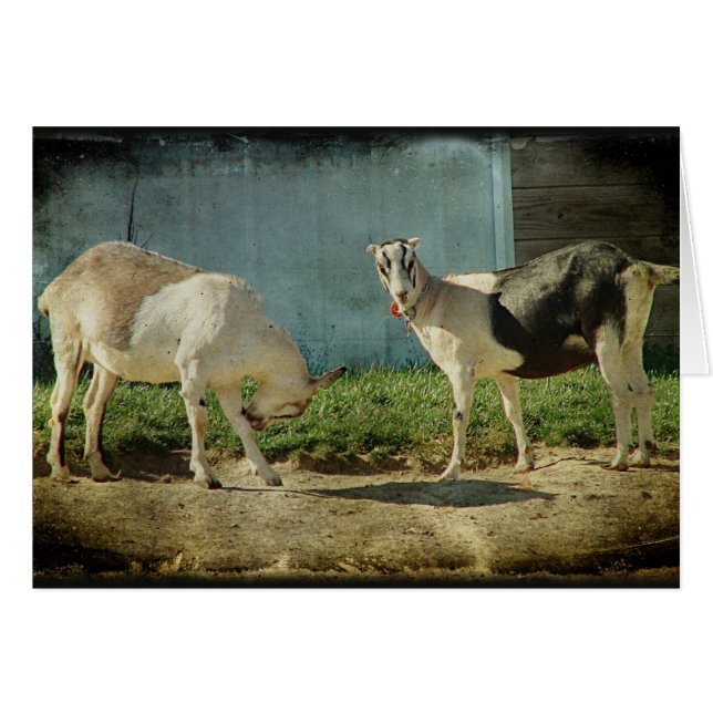 Mjölkgetter Hälsningskort (Framsidan Horizontal)