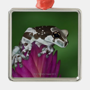 Mjölkgroda, Trachycephalus resinifictrix Julgransprydnad Metall