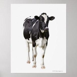 Mjölkko (Bos taurus) på vit bakgrund Poster