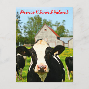 Mjölkko på Prince Edward Island Vykort