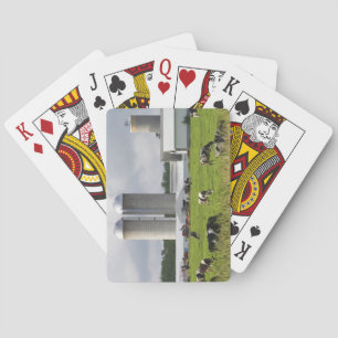 Mjölkkor och gård nära Taylor County Casinokort