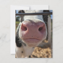 Mjölkkor på en gård i Pennsylvania