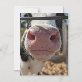 Mjölkkor på en gård i Pennsylvania Anteckningskort