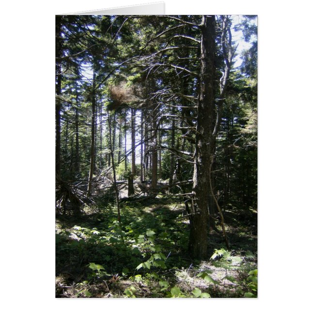 Mjölkkortet i Monhegan Hälsningskort (Framsidan)