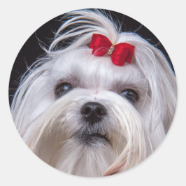 Mjölklämmare av maltsisk, vit leksak hund runt klistermärke