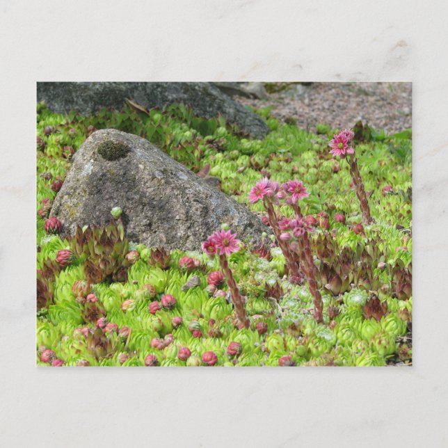 Mjölklandskap Vykort (Framsida)