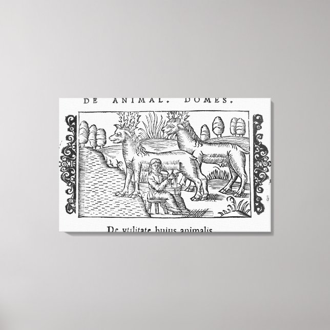 Mjölkningsrenar Canvastryck (Framsida)