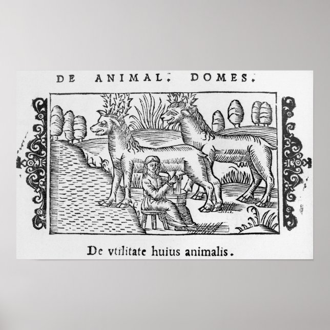 Mjölkningsrenar Poster (Framsidan)