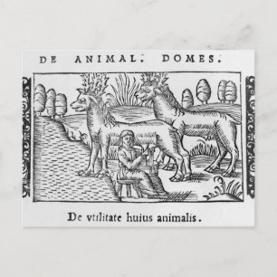 Mjölkningsrenar Vykort