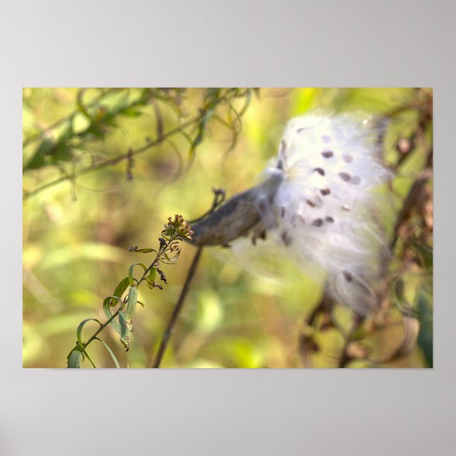 Mjölkört Fotoaffisch Poster (Framsidan)