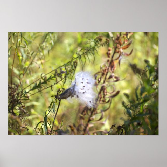 Mjölkört Fotoaffisch Poster (Framsidan)