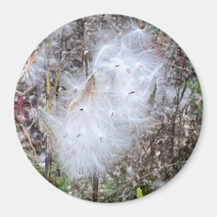 Mjölkweed Seeds och Silke Office Magnet