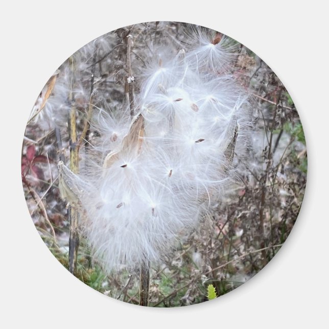 Mjölkweed Seeds och Silke Office Magnet (Framsidan)
