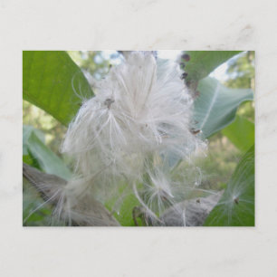 Mjölkweed Seeds Postcard Vykort