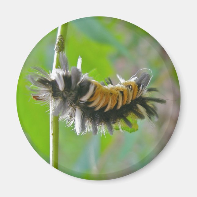 Mjölkweed Tussock Moth Caterpelarobjekt Magnet (Framsidan)