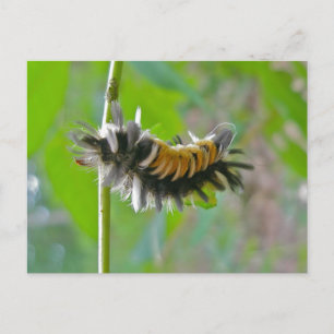 Mjölkweed Tussock Moth Caterpelarobjekt Vykort