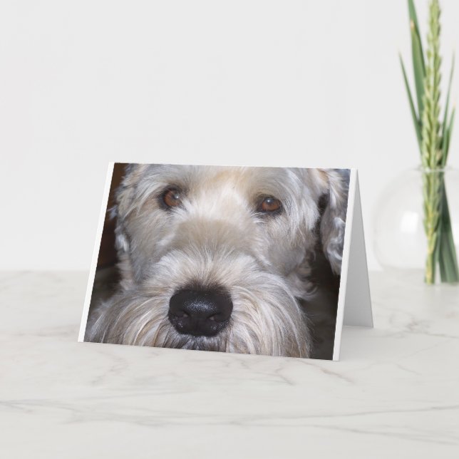 Mjuk bestruken Wheaten Terrier Kort (Framsida)